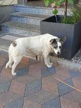 CANDY, Hund, Mischlingshund in Borna - Bild 5