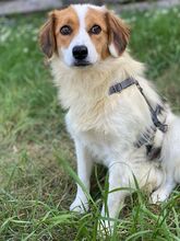 ROMY, Hund, Mischlingshund in Roth - Bild 1