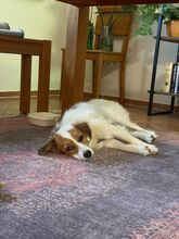 ROMY, Hund, Mischlingshund in Roth - Bild 2