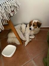 ROMY, Hund, Mischlingshund in Roth - Bild 3