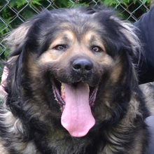 RADJA, Hund, Mischlingshund in Kroatien - Bild 1