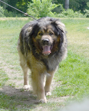 RADJA, Hund, Mischlingshund in Kroatien - Bild 2