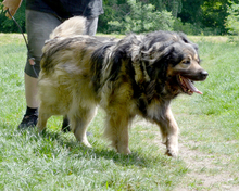 RADJA, Hund, Mischlingshund in Kroatien - Bild 5