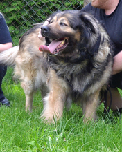 RADJA, Hund, Mischlingshund in Kroatien - Bild 6
