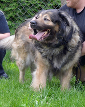 RADJA, Hund, Mischlingshund in Kroatien - Bild 7
