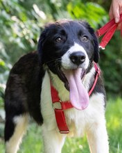 LOKE, Hund, Mischlingshund in Kroatien - Bild 2