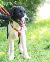 LOKE, Hund, Mischlingshund in Kroatien - Bild 3