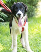 LOKE, Hund, Mischlingshund in Kroatien - Bild 4