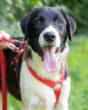 LOKE, Hund, Mischlingshund in Kroatien - Bild 6