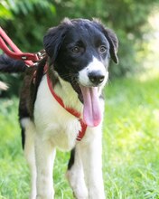 LOKE, Hund, Mischlingshund in Kroatien - Bild 7