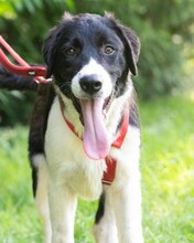 LOKE, Hund, Mischlingshund in Kroatien - Bild 8