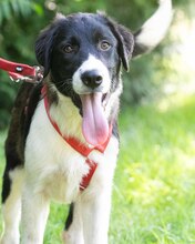 LOKE, Hund, Mischlingshund in Kroatien - Bild 9