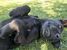 BAS, Hund, Labrador Retriever Mix in Ruppichteroth - Bild 3