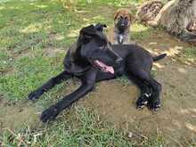 BAS, Hund, Labrador Retriever Mix in Ruppichteroth - Bild 4