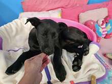 BAS, Hund, Labrador Retriever Mix in Ruppichteroth - Bild 5