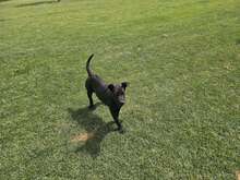 BAS, Hund, Labrador Retriever Mix in Ruppichteroth - Bild 6