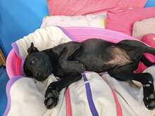 BAS, Hund, Labrador Retriever Mix in Ruppichteroth - Bild 7