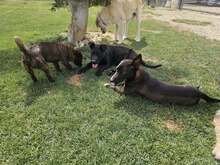 BAS, Hund, Labrador Retriever Mix in Ruppichteroth - Bild 8