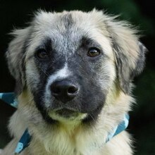 LIAN, Hund, Mischlingshund in Kroatien - Bild 1