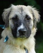 LIAN, Hund, Mischlingshund in Kroatien - Bild 2