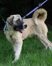 LIAN, Hund, Mischlingshund in Kroatien - Bild 4