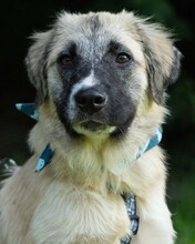 LIAN, Hund, Mischlingshund in Kroatien - Bild 5