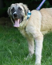 LIAN, Hund, Mischlingshund in Kroatien - Bild 6