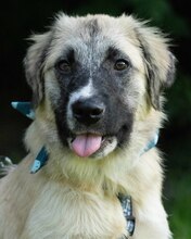 LIAN, Hund, Mischlingshund in Kroatien - Bild 9
