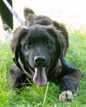 LUCJAN, Hund, Mischlingshund in Kroatien - Bild 2