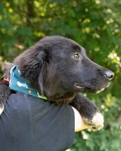 LUCJAN, Hund, Mischlingshund in Kroatien - Bild 3
