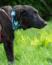 LUCJAN, Hund, Mischlingshund in Kroatien - Bild 4