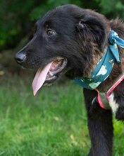 LUCJAN, Hund, Mischlingshund in Kroatien - Bild 5