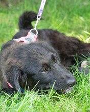 LUCJAN, Hund, Mischlingshund in Kroatien - Bild 6