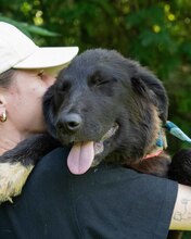 LUCJAN, Hund, Mischlingshund in Kroatien - Bild 7