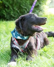 LUCJAN, Hund, Mischlingshund in Kroatien - Bild 8