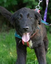 LUCJAN, Hund, Mischlingshund in Kroatien - Bild 9