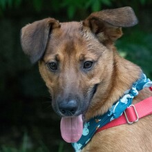 ARKO, Hund, Mischlingshund in Kroatien - Bild 1