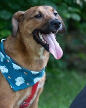 ARKO, Hund, Mischlingshund in Kroatien - Bild 2