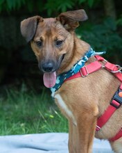 ARKO, Hund, Mischlingshund in Kroatien - Bild 3