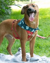 ARKO, Hund, Mischlingshund in Kroatien - Bild 4