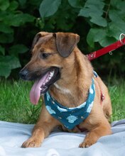 ARKO, Hund, Mischlingshund in Kroatien - Bild 5