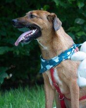 ARKO, Hund, Mischlingshund in Kroatien - Bild 6