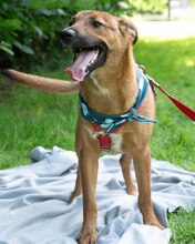 ARKO, Hund, Mischlingshund in Kroatien - Bild 7