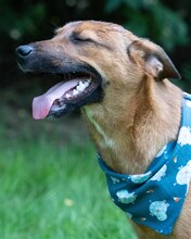 ARKO, Hund, Mischlingshund in Kroatien - Bild 8