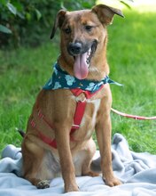 ARKO, Hund, Mischlingshund in Kroatien - Bild 9