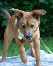 ZIVO, Hund, Mischlingshund in Kroatien - Bild 2