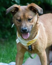 ZIVO, Hund, Mischlingshund in Kroatien - Bild 3