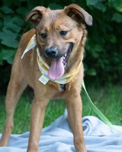 ZIVO, Hund, Mischlingshund in Kroatien - Bild 4