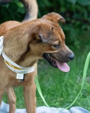 ZIVO, Hund, Mischlingshund in Kroatien - Bild 5