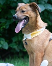 ZIVO, Hund, Mischlingshund in Kroatien - Bild 6